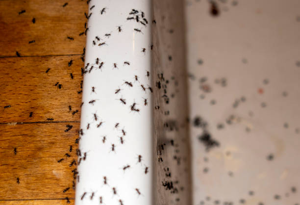 Bird Control in Amite City, LA